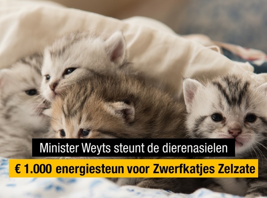 Vzw Zwerfkatjes Zelzate in Zelzate krijgt hulp bij energiefactuur Vzw Zwerfkatjes Zelzate in Zelzate krijgt hulp bij energiefactuur